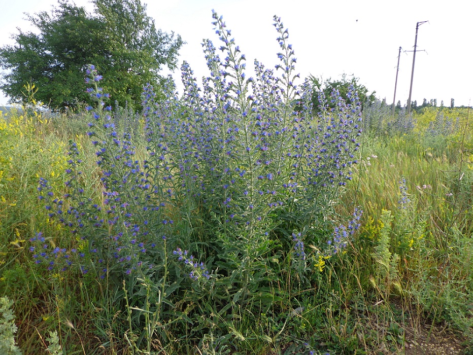 Изображение особи Echium vulgare.