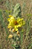 Verbascum ovalifolium