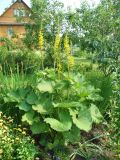 Ligularia stenocephala