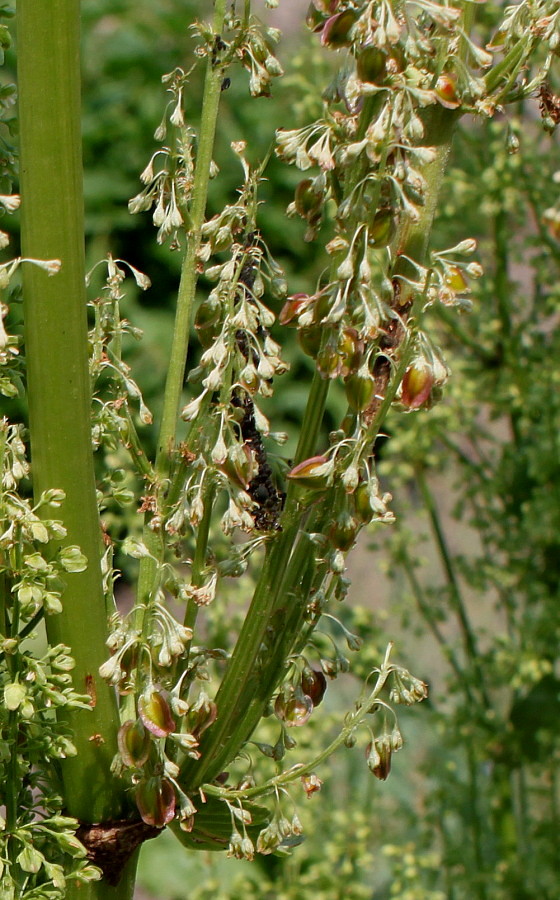 Изображение особи Rumex obtusifolius.