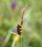 Carex tomentosa. Отцветшее соцветие с мужским (вверху) и женским (внизу) колосками. Эстония, национальный парк Matsalu, альварный луг. 21.06.2013.