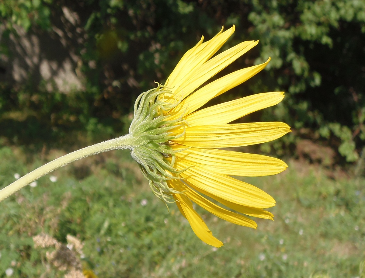 Изображение особи род Helianthus.