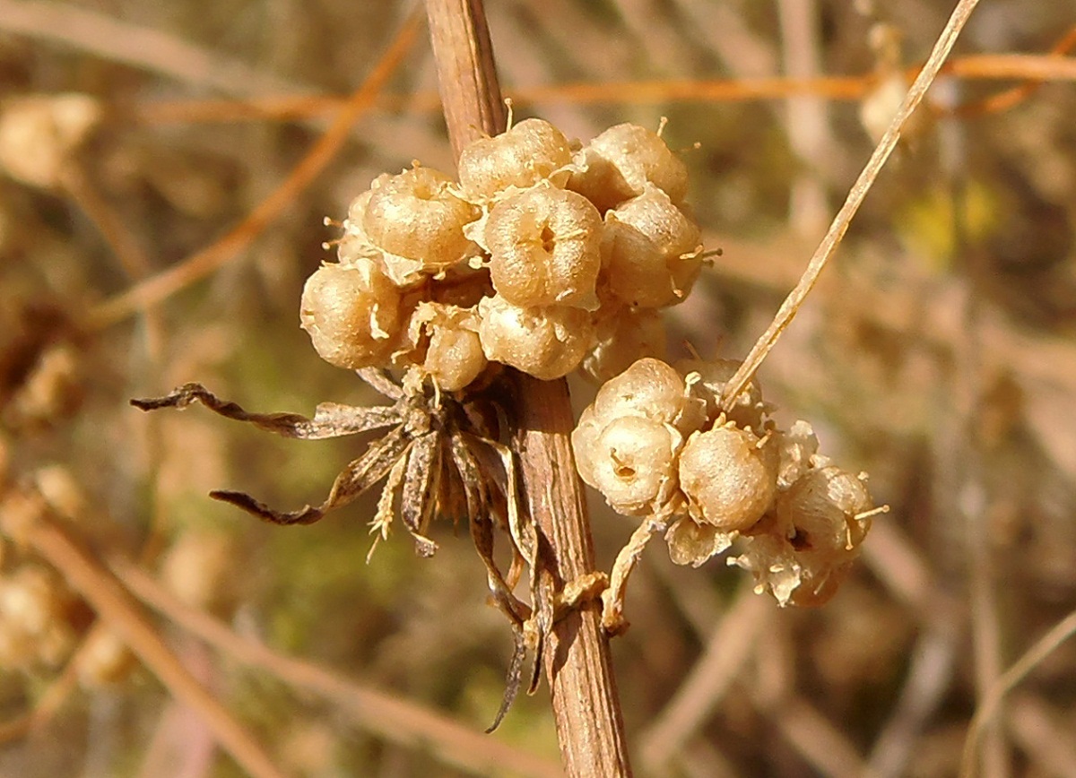 Image of Cuscuta campestris specimen.