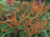 Celosia argentea