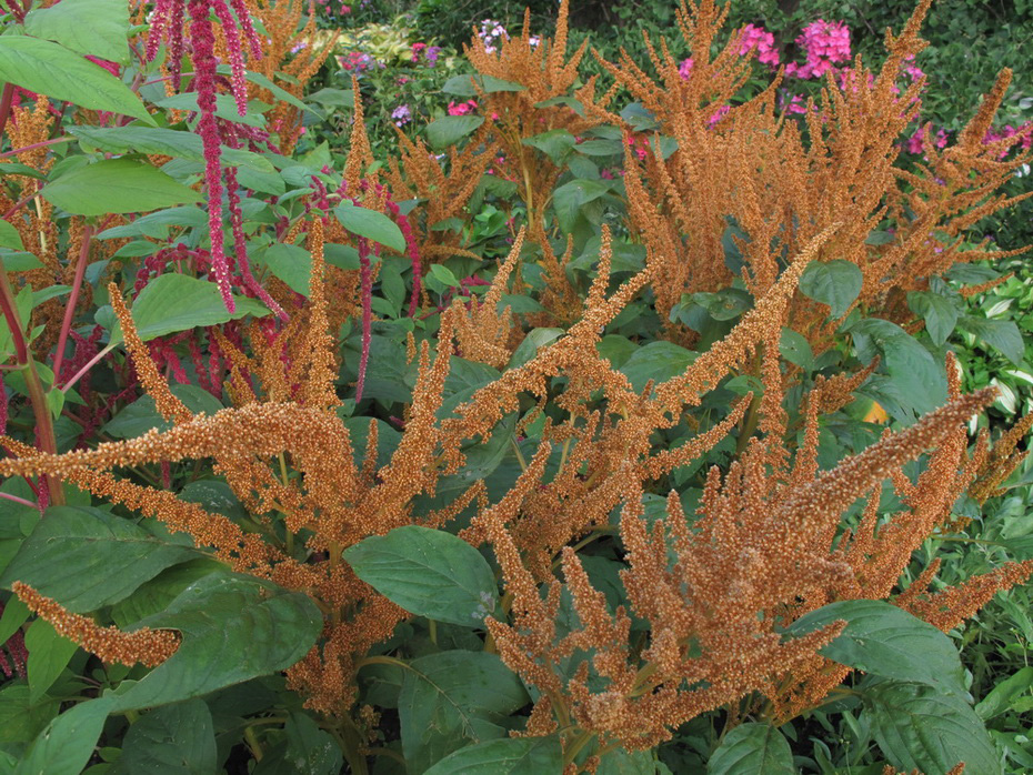 Image of Celosia argentea specimen.