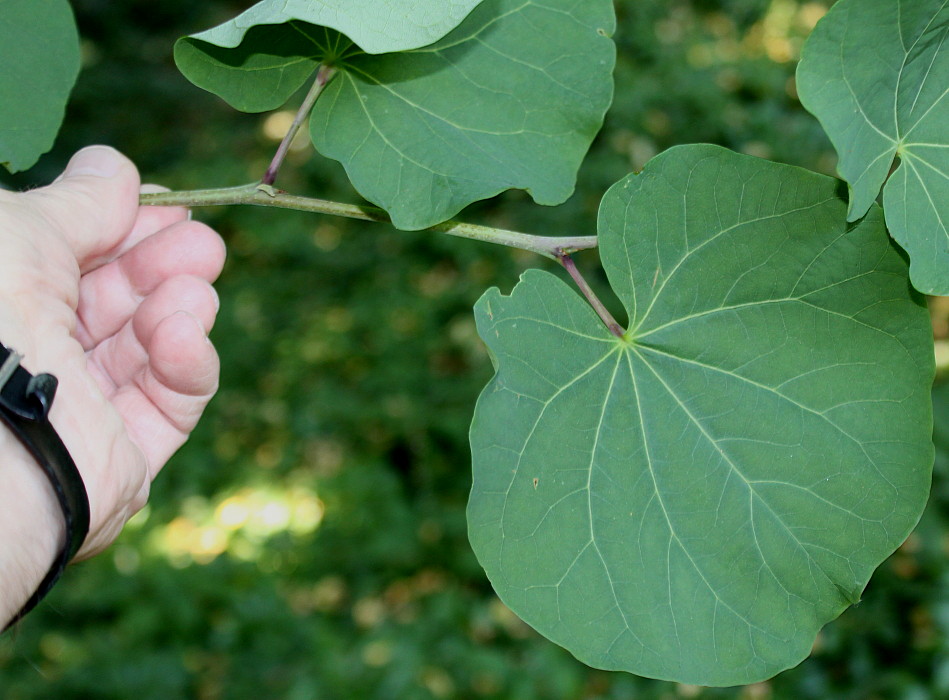 Image of Cercis siliquastrum specimen.