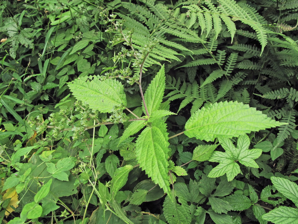 Image of Laportea bulbifera specimen.