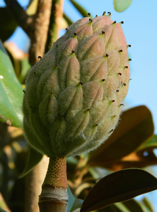 Изображение особи Magnolia grandiflora.