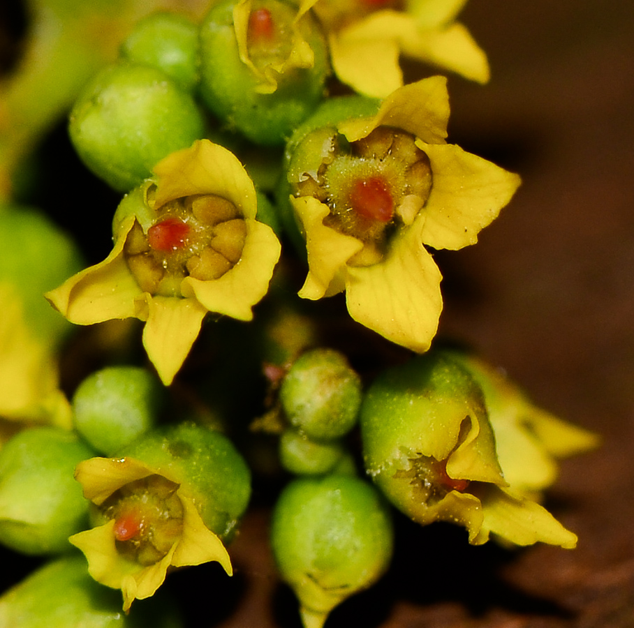 Image of Koelreuteria bipinnata specimen.