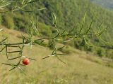 Asparagus verticillatus. Верхушка веточки с перезревшим плодом. Краснодарский край, окр. г. Геленджик, прибрежная гора, каменистый склон. 14.09.2013.