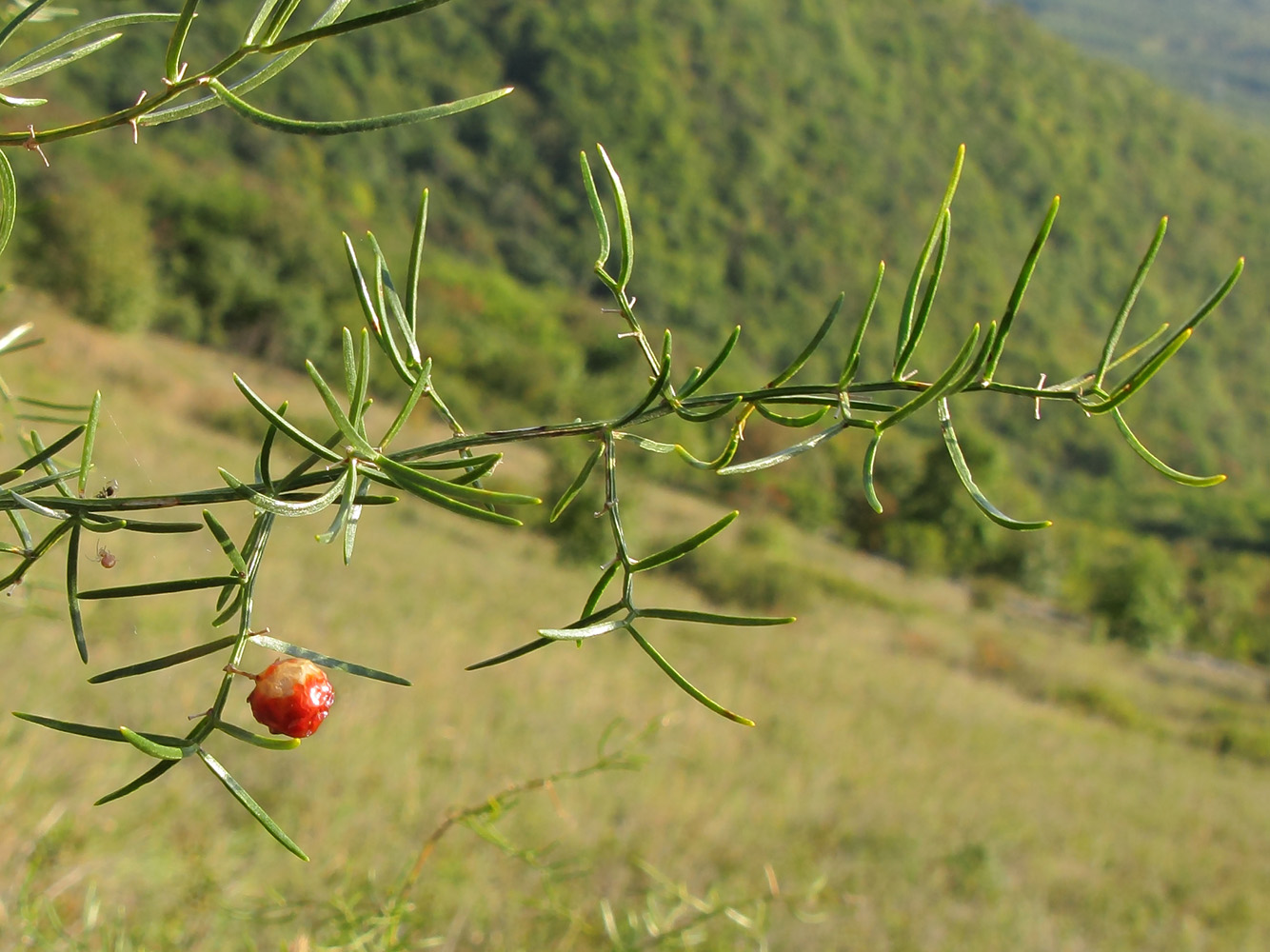 Изображение особи Asparagus verticillatus.