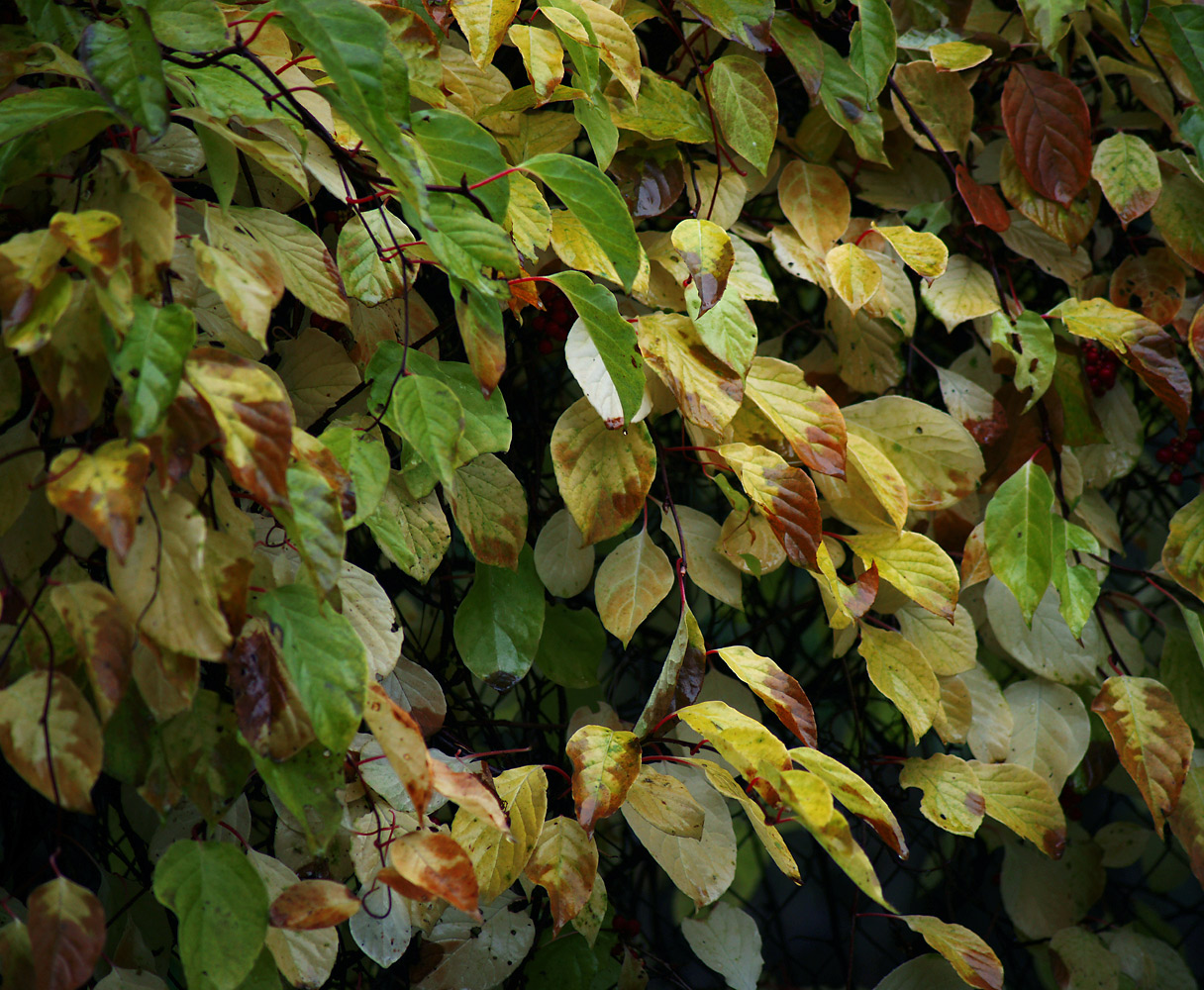 Image of Schisandra chinensis specimen.