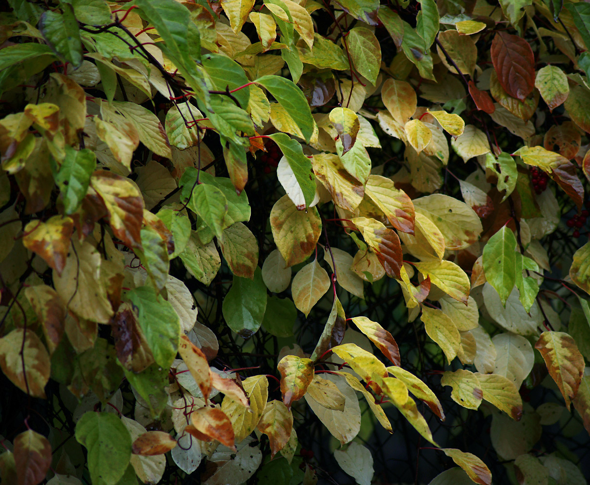 Изображение особи Schisandra chinensis.