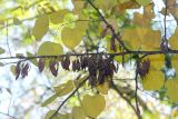 Cercis canadensis. Ветвь с плодами. Узбекистан, г. Ташкент, Ботанический сад им. Ф.Н. Русанова. 20.10.2013.