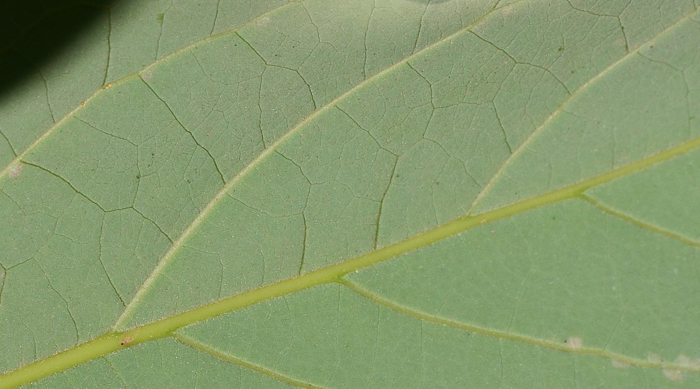 Изображение особи Persea americana.