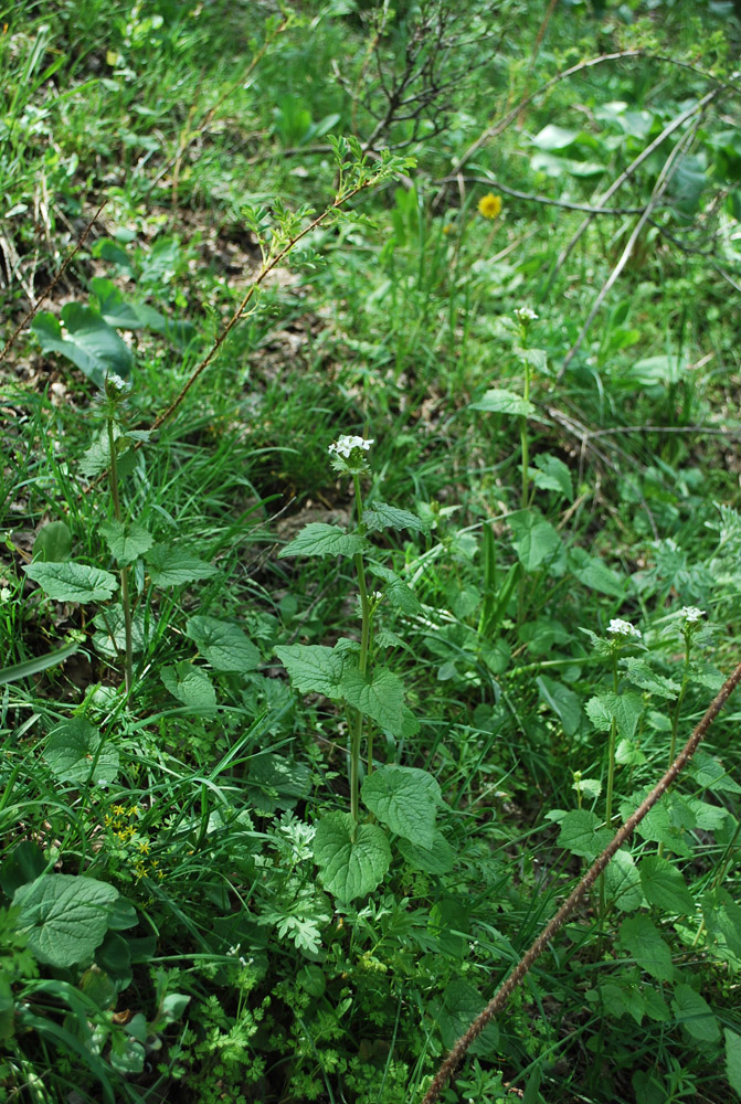Image of Alliaria petiolata specimen.