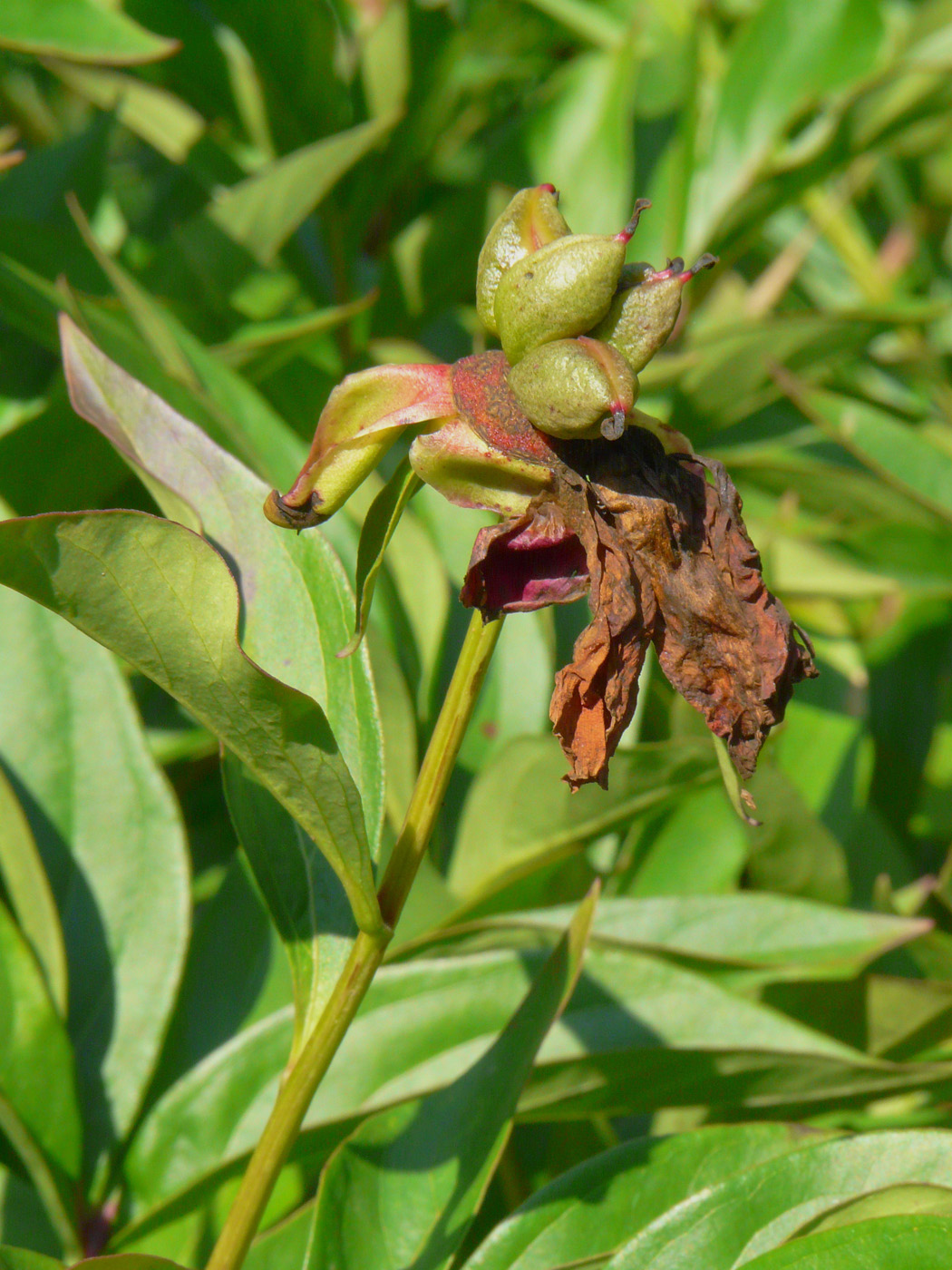 Image of Paeonia lactiflora specimen.