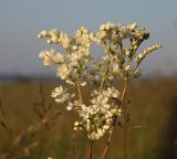 Filipendula vulgaris. Соцветие. Новосибирская область, июнь 2009 г.
