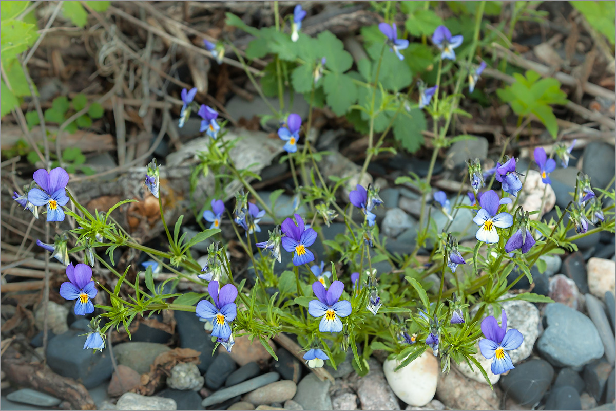 Изображение особи Viola tricolor.