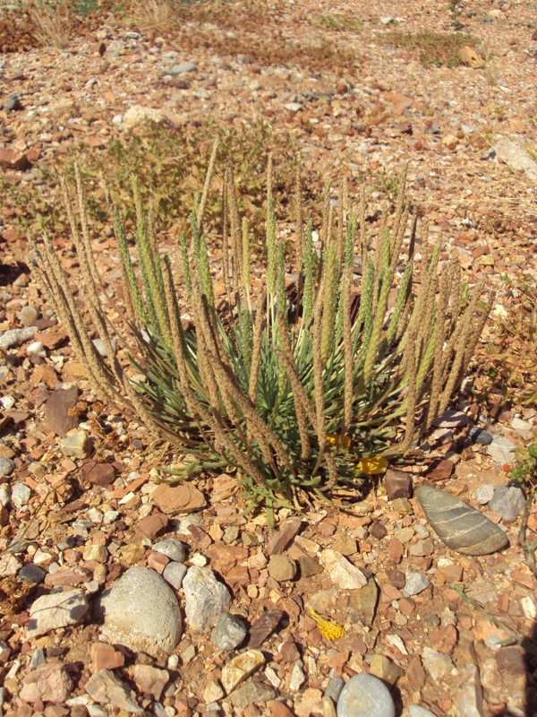 Изображение особи Plantago crassifolia.