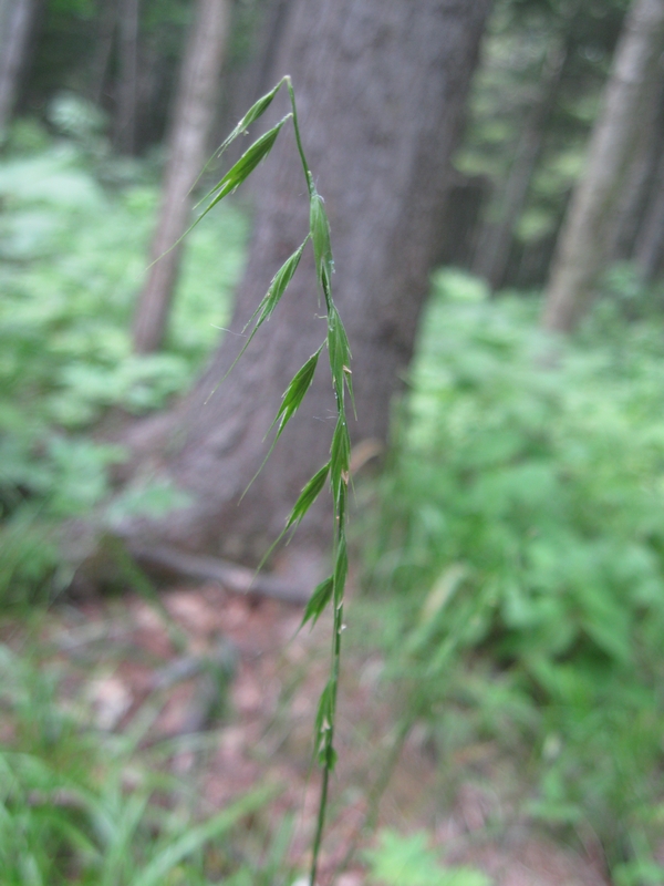 Image of Brylkinia caudata specimen.