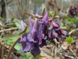 Corydalis solida