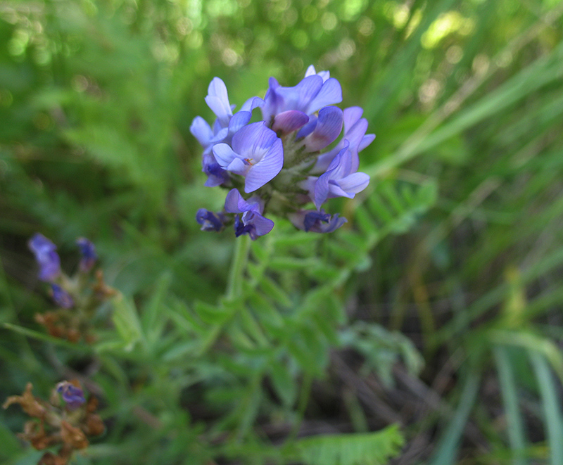 Изображение особи Astragalus danicus.