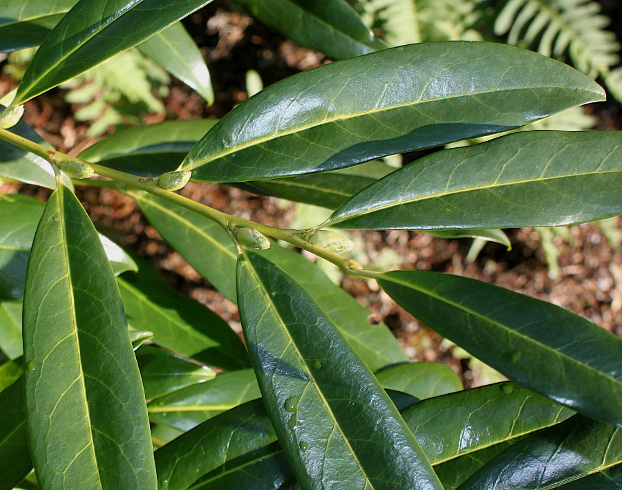 Image of Lauro-cerasus officinalis specimen.