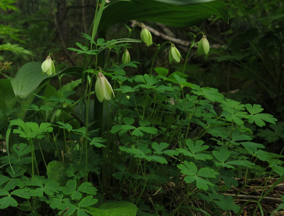 Изображение особи род Aquilegia.