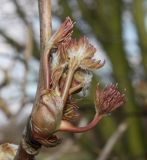 Paeonia rockii. Развивающийся побег. Германия, г. Дюссельдорф, Ботанический сад университета. 02.03.2014.