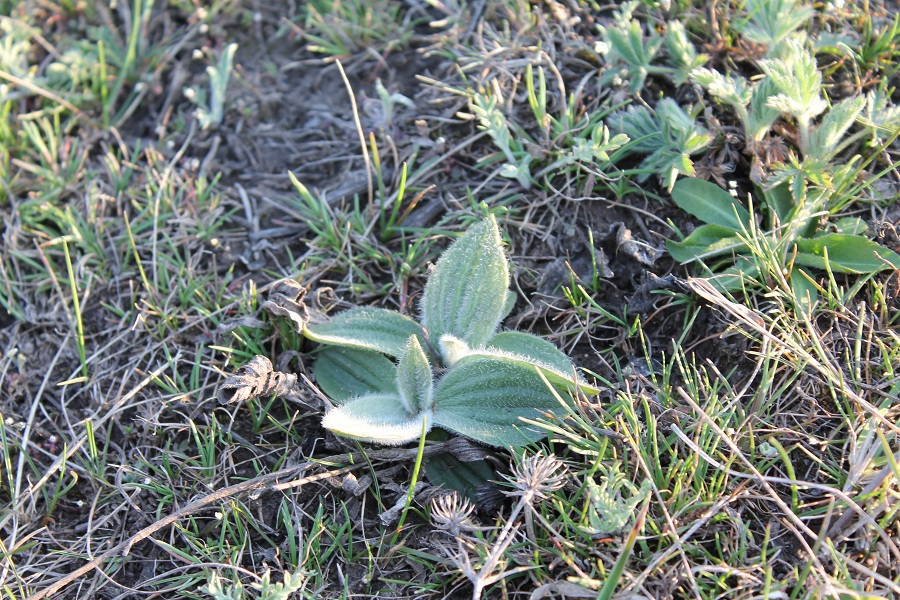 Изображение особи Plantago urvillei.