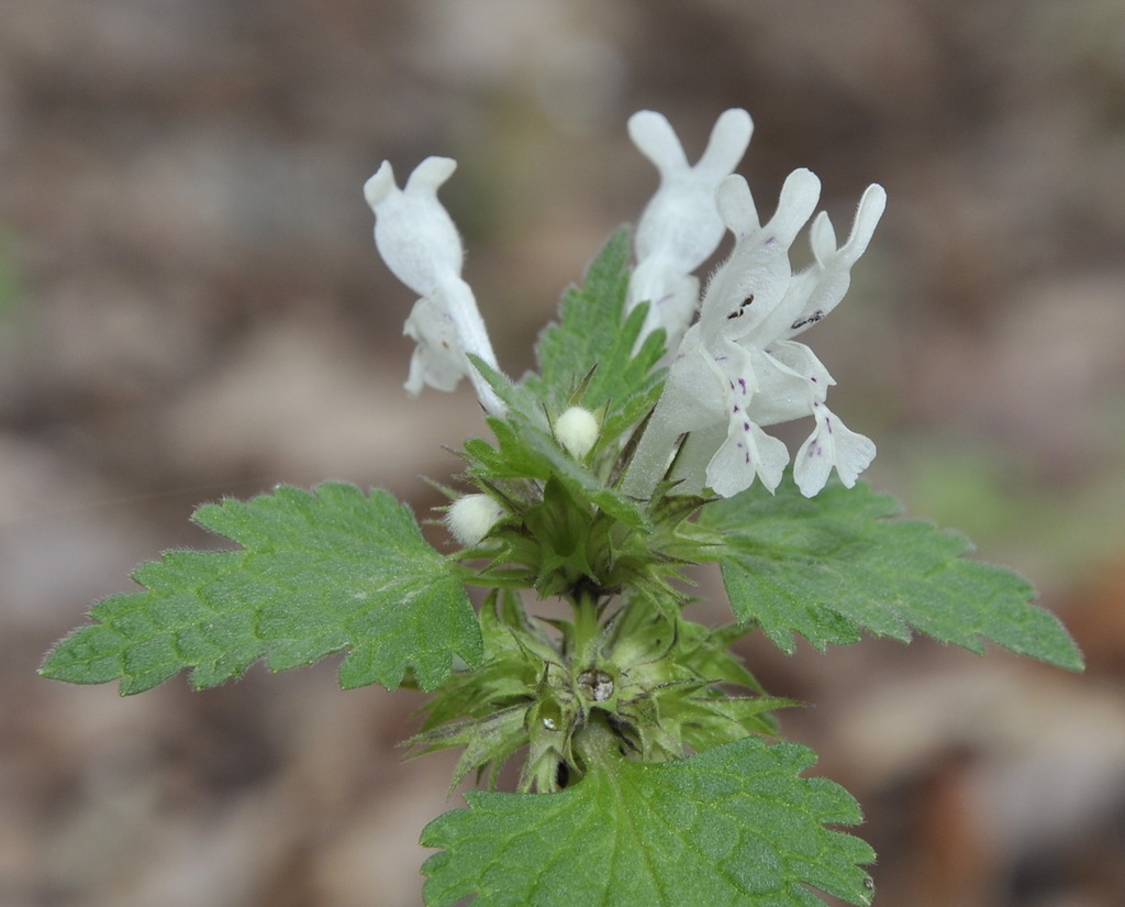 Изображение особи Lamium bifidum.