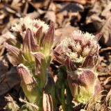 Petasites tatewakianus