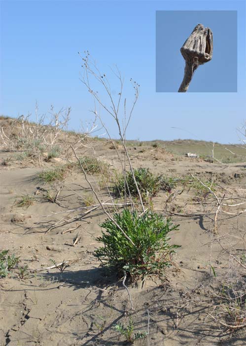 Изображение особи Senecio schischkinianus.