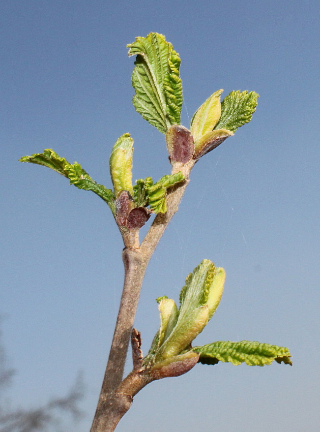 Изображение особи Alnus hirsuta.