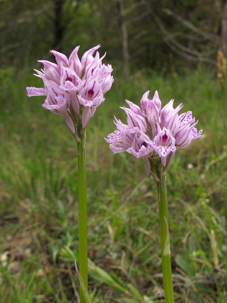 Изображение особи Neotinea tridentata.