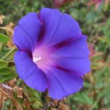 Ipomoea purpurea