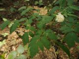 Actaea spicata