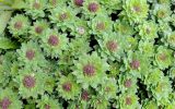 Rhodiola rosea