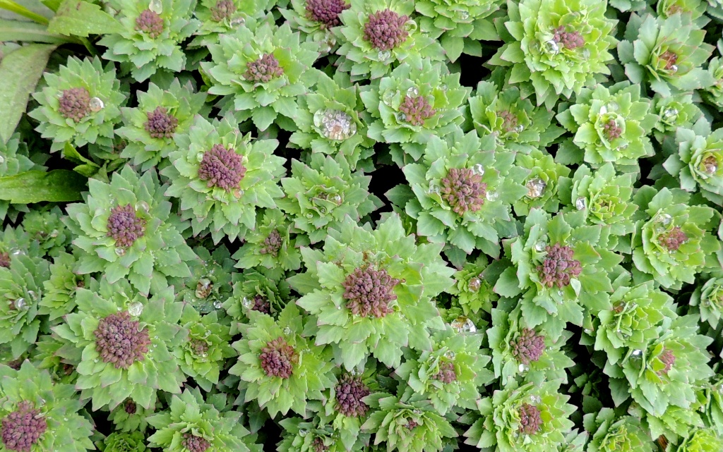 Image of Rhodiola rosea specimen.