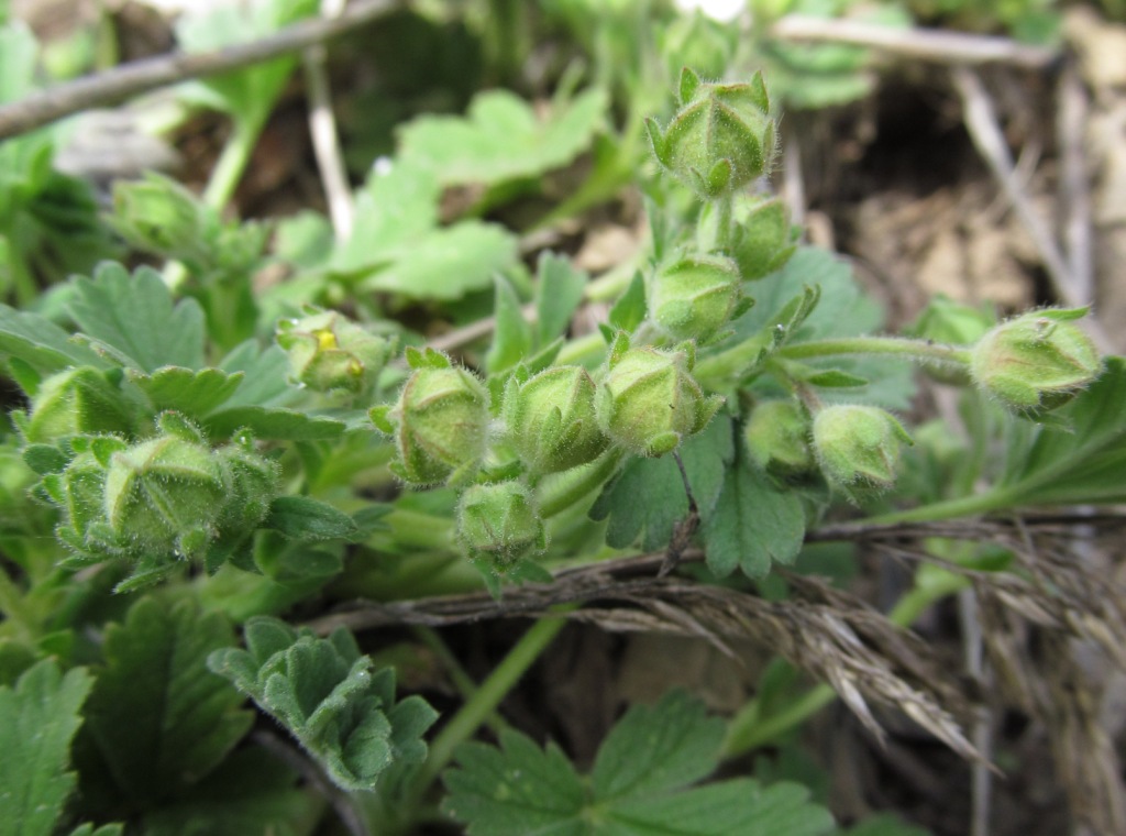 Изображение особи Potentilla incana.