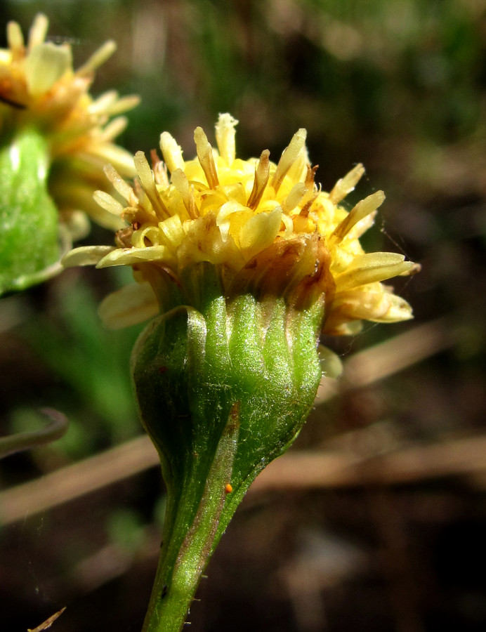 Image of Petasites radiatus specimen.