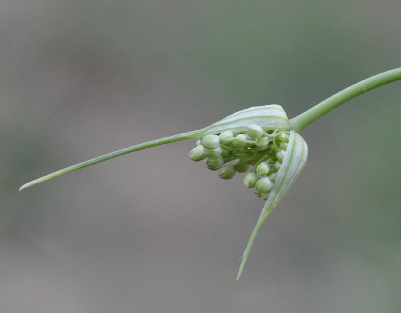 Изображение особи Allium pallens.