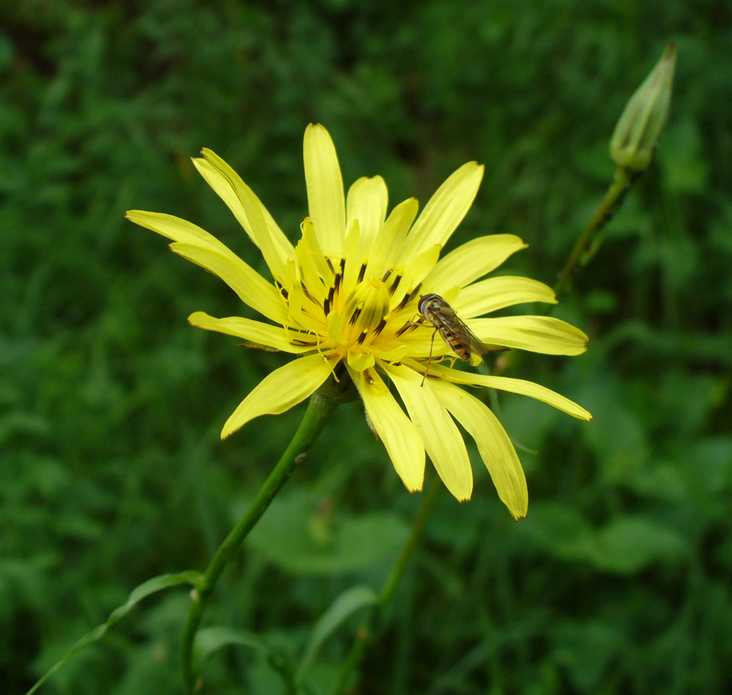 Изображение особи род Tragopogon.