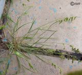 Bromus squarrosus