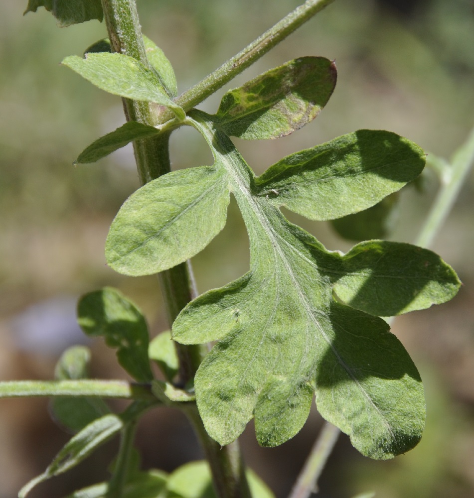 Image of Centaurea cuneifolia specimen.