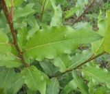 Populus laurifolia. Часть побега. Белгородская обл., г. Губкин, кварцитные отвалы ЛГОКа. 15 июня 2009 г.