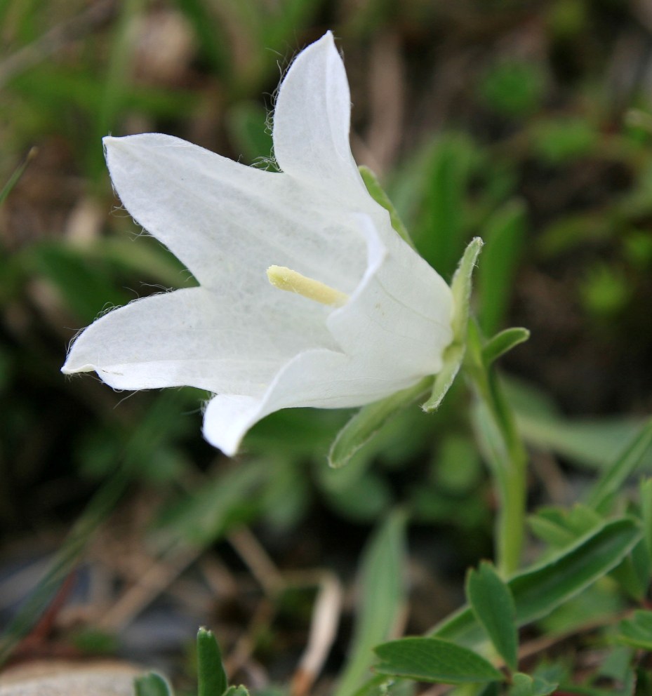 Image of Campanula biebersteiniana specimen.