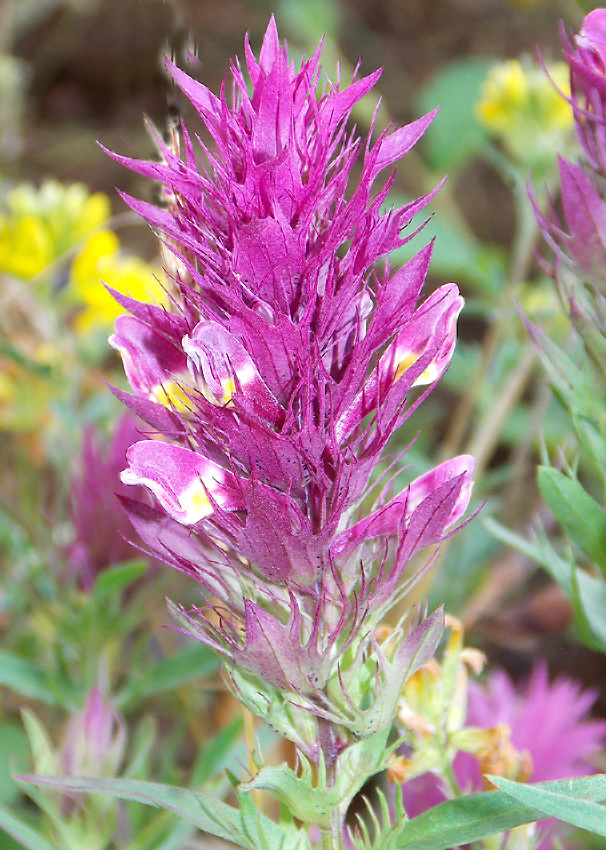 Image of Melampyrum arvense specimen.