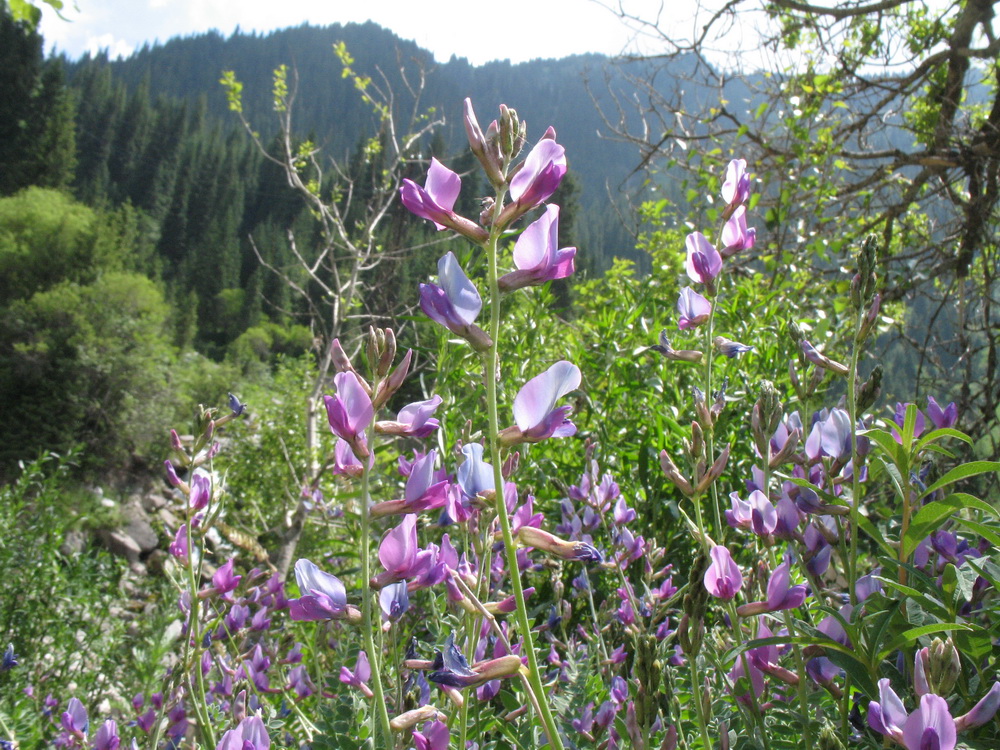 Image of Oxytropis almaatensis specimen.